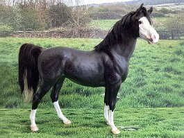 Tiptoe Tapestry, New Forest mare (portrait of Chris’s real pony). Breyer Cl Swaps r/r/h in the1980’s