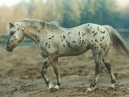 LBR Ebony Patches. Breyer Indian pony r/h in fall 1989