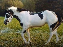 LBR Sagebrush Serenade, Paint mare. Breyer Indian Pony r/h in the early 1990’s