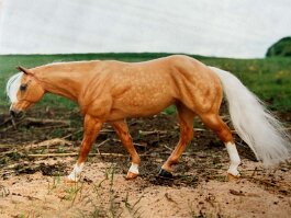 DA B My Lena, AQH. Black Horse Ranch pleasure horse r/h in the 1990’s