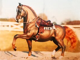 Brookridge Wright Touch, Morgan Stallion. Breyer Fighting Stallion r/r/h in late 1980’s