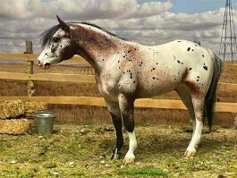 Simply Luck. Breyer Adios r/r/h in 1996