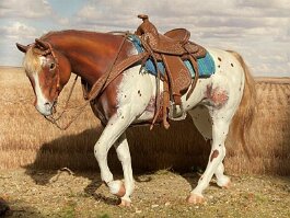 Hades. Breyer SHS r/r/h in 1989