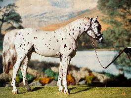 PR Cactus Flower, Appaloosa. Breyer Yearling r/r/h in the 1990’s