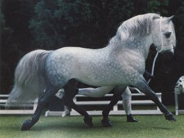 Bobby Blue, stallion. Animal Artistry resin Haflinger r/h in the 1990’s