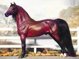 PR Ricochet, Morgan Stallion. Royal Dalton Morgan r/h in the 1990’s
