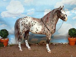 Big Chance. Breyer Adios r/h in the 1990’s